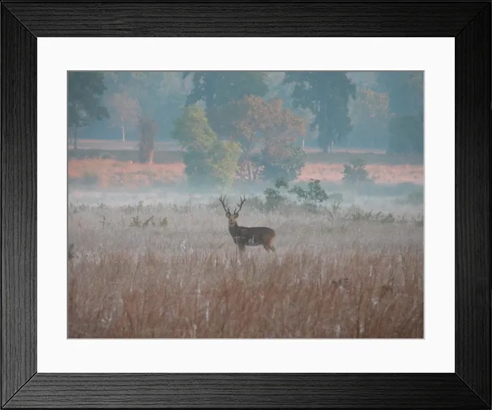 Framed Print : samba in the morning mist Framed Print : samba in the morning mist