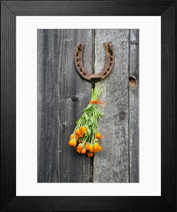 Framed Print : rusty horseshoe and calendula herb bunch on wall Framed Print : rusty horseshoe and calendula herb bunch on wall