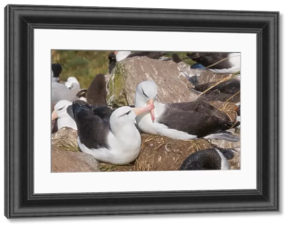 Adult black browed albatross courtship display
