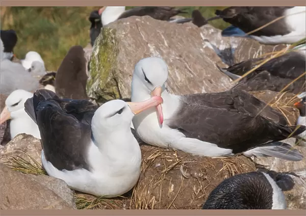 Adult black browed albatross courtship display