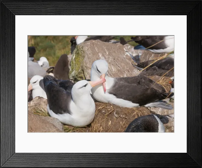 Framed Print : Adult black browed albatross courtship display Framed Print : Adult black browed albatross courtship display