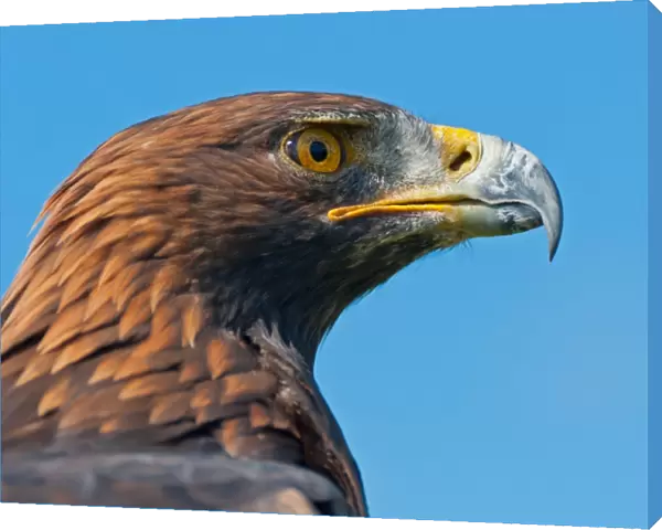 Golden Eagle Head Profile