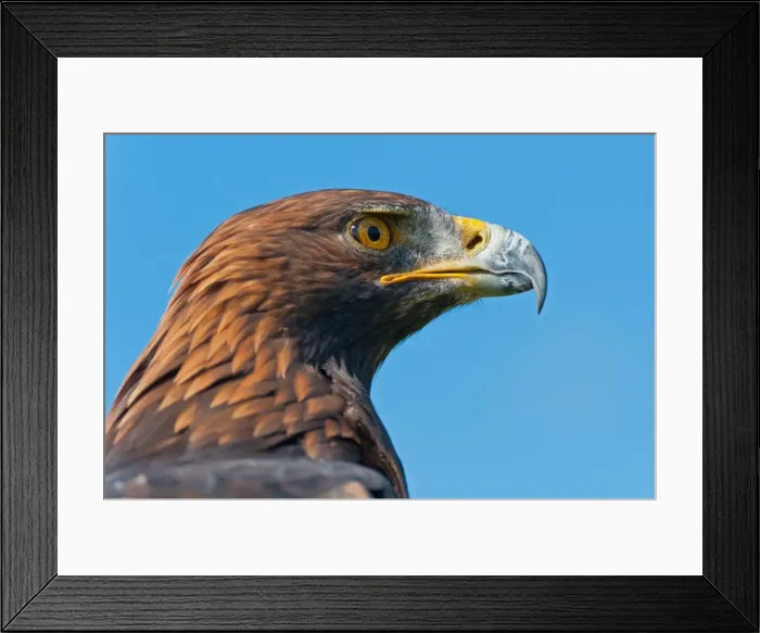 Framed Print : Golden Eagle Head Profile Framed Print : Golden Eagle Head Profile