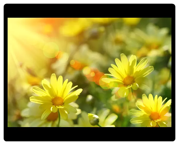 Closeup of yellow daisies with warm rays