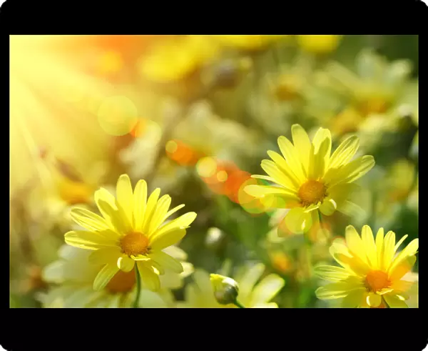 Closeup of yellow daisies with warm rays
