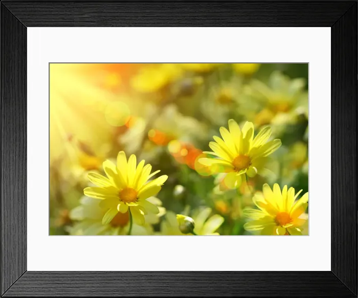 Framed Print : Closeup of yellow daisies with warm rays Framed Print : Closeup of yellow daisies with warm rays