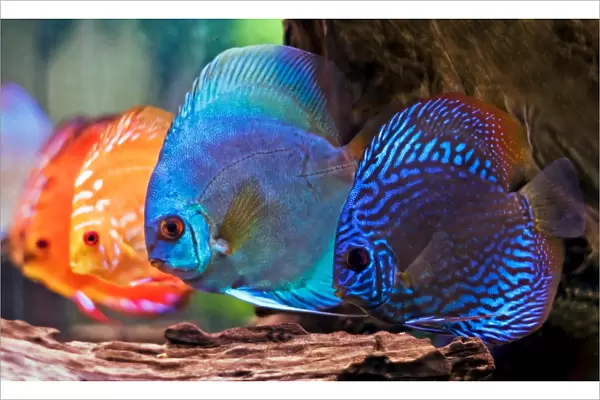 colorful discus fish