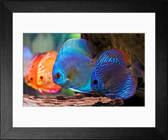 Framed Print : colorful discus fish Framed Print : colorful discus fish
