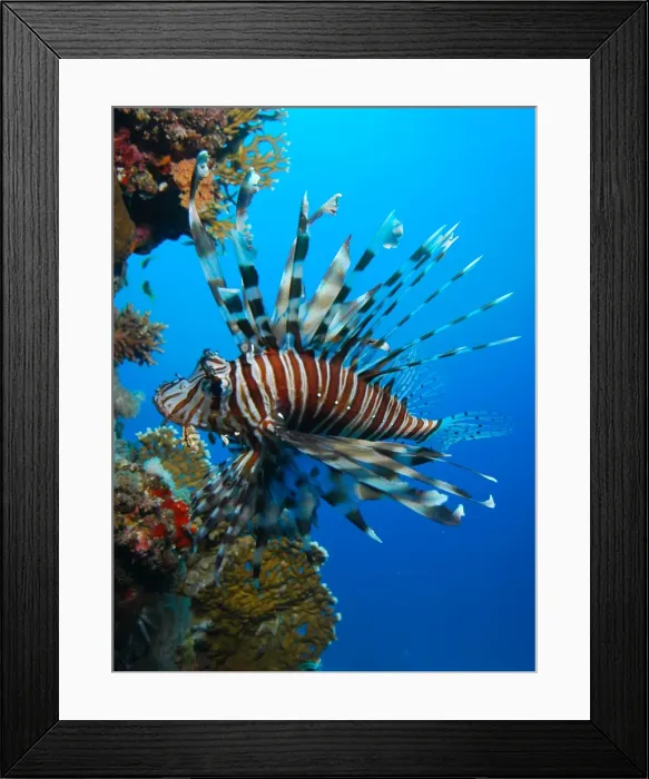 Framed Print : underwater view, coral reef Framed Print : underwater view, coral reef