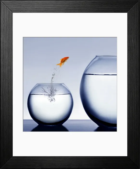 Framed Print : goldfish jumping out of the water Framed Print : goldfish jumping out of the water