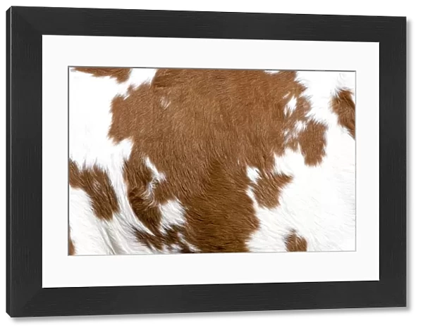 Cowhide. Cow texture