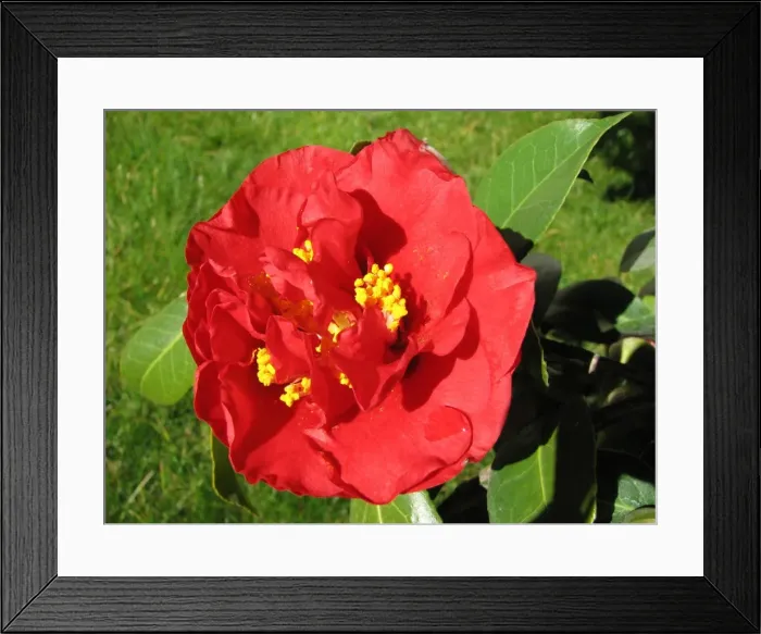 Framed Print : camelia, garden, red, spring, summer, big, leaf, easter Framed Print : camelia, garden, red, spring, summer, big, leaf, easter