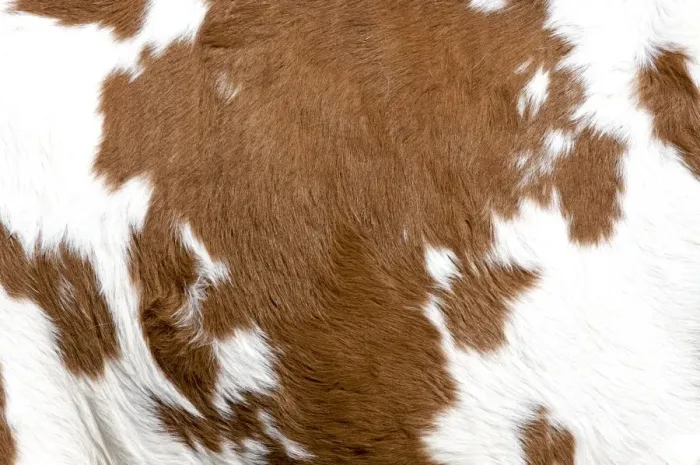 Framed Print : Cowhide. Cow texture Framed Print : Cowhide. Cow texture