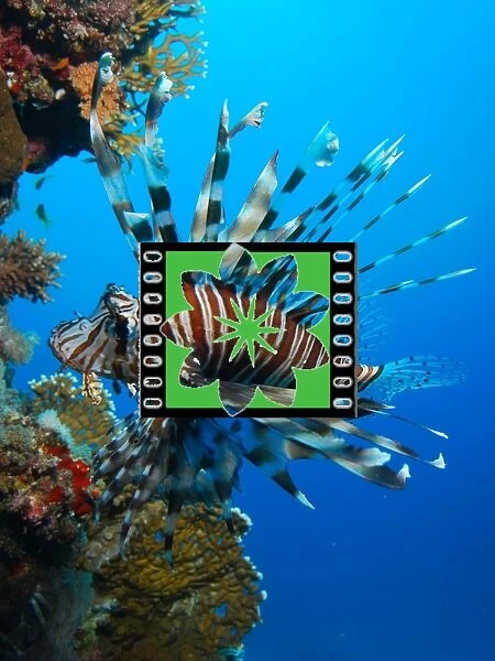 underwater view, coral reef