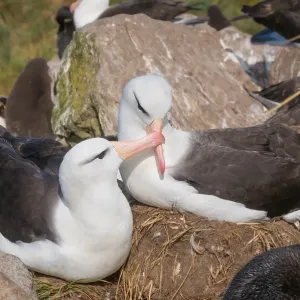 Adult black browed albatross courtship display Adult black browed albatross courtship display