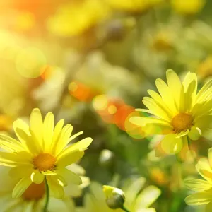 Closeup of yellow daisies with warm rays Closeup of yellow daisies with warm rays