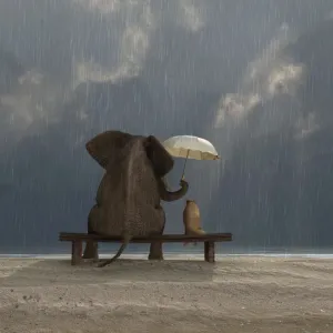 elephant and dog sit under the rain elephant and dog sit under the rain
