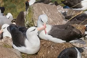 : Adult black browed albatross courtship display