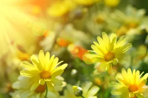 Closeup of yellow daisies with warm rays