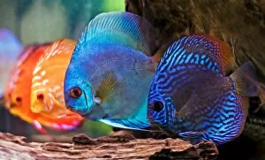 Fotolia Gallery: colorful discus fish