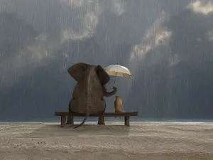 elephant and dog sit under the rain