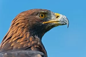 : Golden Eagle Head Profile