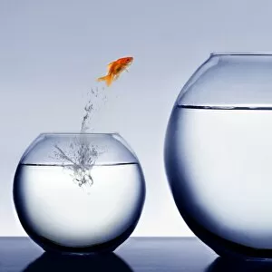 White Gallery: goldfish jumping out of the water