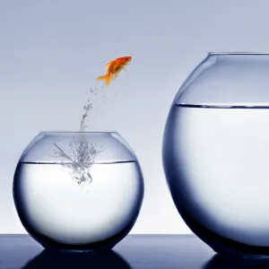 goldfish jumping out of the water