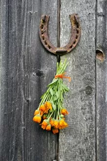 Summer Collection: rusty horseshoe and calendula herb bunch on wall