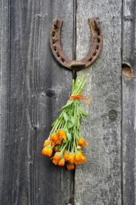 rusty horseshoe and calendula herb bunch on wall