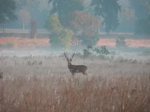 samba in the morning mist