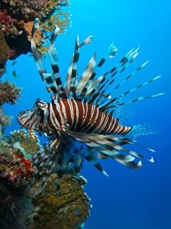 Fotolia Gallery: underwater view, coral reef